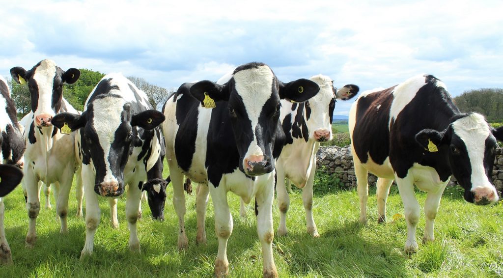 holstein cattle, cows, heifers-2318436.jpg