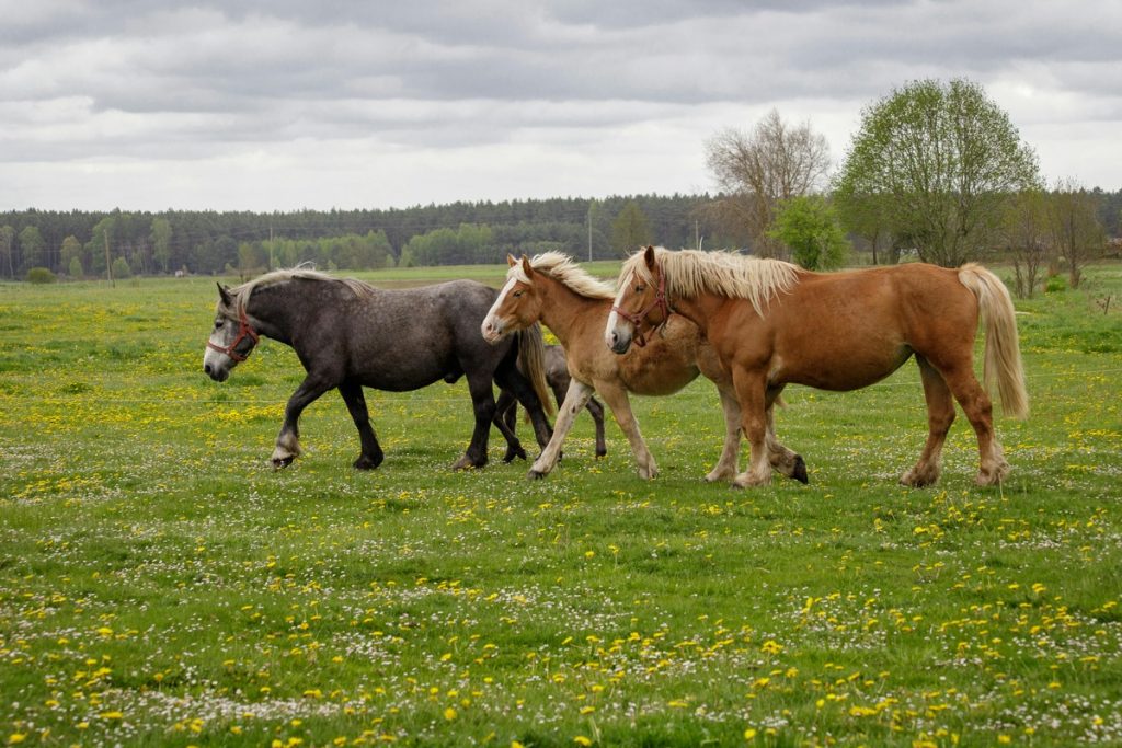 Horses grazing and walking on a green pasture with blooming spring grass, representing livestock health and the role of soil nutrients