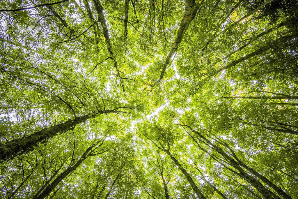 Looking up through a dense agroforestry canopy that provides natural shade, reducing soil temperature extremes