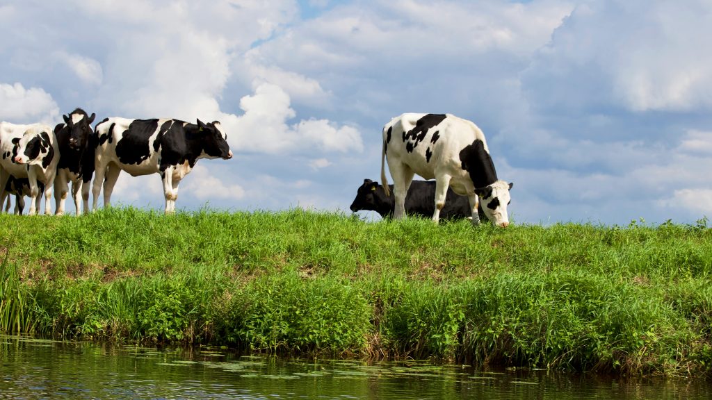 Dairy cows grazing on a lush green hill near a water source under a partly cloudy sky in New Zealand