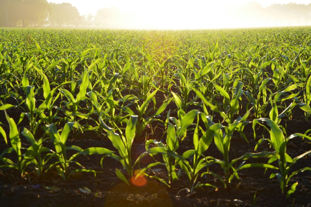 Young maize plants growing in nutrient-rich soil under early morning sunlight on a New Zealand farm