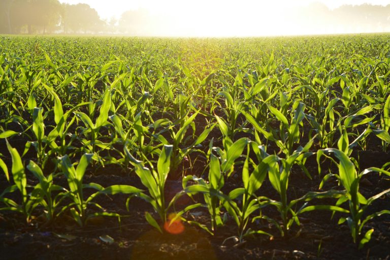 Young maize plants growing in nutrient-rich soil under early morning sunlight on a New Zealand farm
