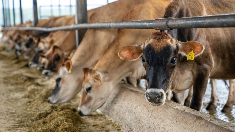 pexels-nc-farm-bureau-mark-8487943